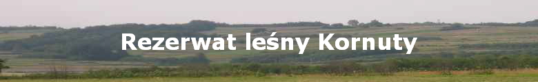 Rezerwat le?ny Kornuty